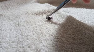 🤮 Что у мухи внутри 🤮