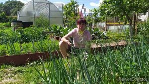 Раннее полегание пера лука. Пероноспороз лука