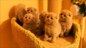 Шотландские плюшевые котята питомника Greycat
