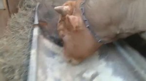 В каком возрасте выгодней покупать бычков! Отвечаю на Ваши вопросы!