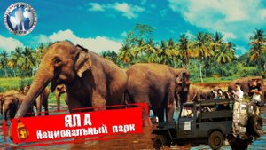 Яла 🇱🇰 Шри-Ланка. Национальный парк. Сафари лучший способ 💯Алекс Авантюрист