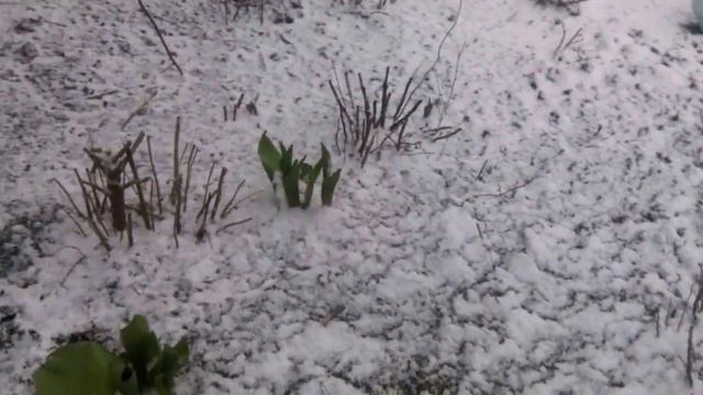 погода шокирует огородников, где весна??? смотреть онлайн