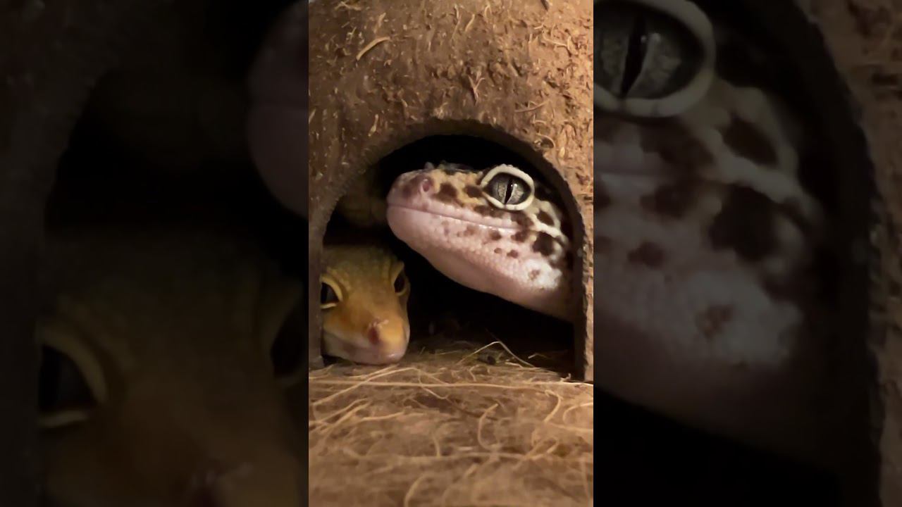 Коммуналка #shortvideo #москва #zoolife #экзотика #zoo #зверьёмоё #zooanimals #эублефар #ящерица