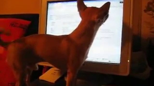 Приколы с животными смотреть онлайн