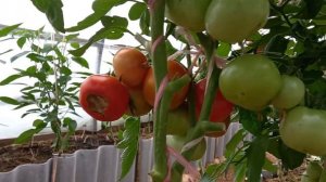 Обзор томата Снежный барс на 29.07.23г.