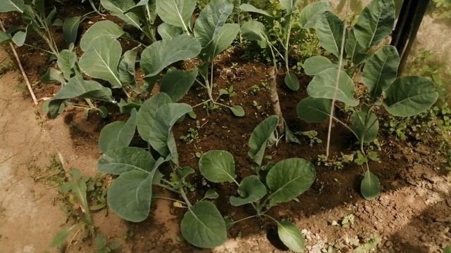 ЛЕТО, ДАЧА... 🏡🥀🥀🍓🥒🌶️ смотреть онлайн