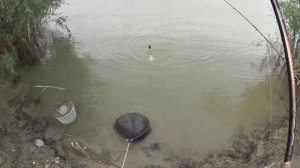 Иртыш Фидер . Омская рыбалка . Рыбалка в городе .