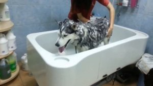 Как выбрать машинку для стрижки животных