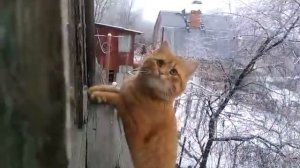 Пиксель - кот