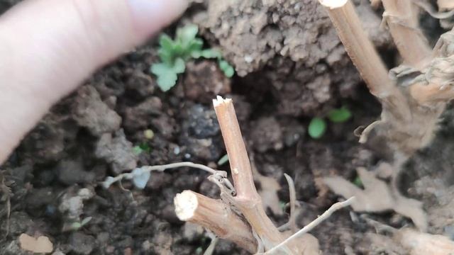 Хризантемы после зимовки в не отапливаемой теплице в условиях Урала. Апрель. смотреть онлайн