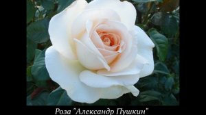 Пушкин "Роза"