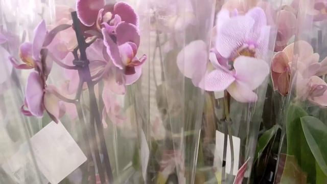 ВОТ ТАК Сюрприз ❗СУПЕР Красивые ОРХИДЕИ Краснодар LEROY MERLIN ? смотреть онлайн
