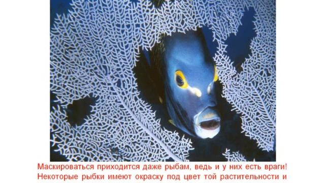 Маскировка зверей смотреть онлайн