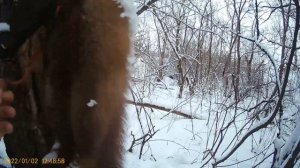 Охота на куницу капканами кп-120 проверяю 2 января 2022 г.