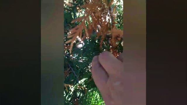 Хвоепад (туя) смотреть онлайн