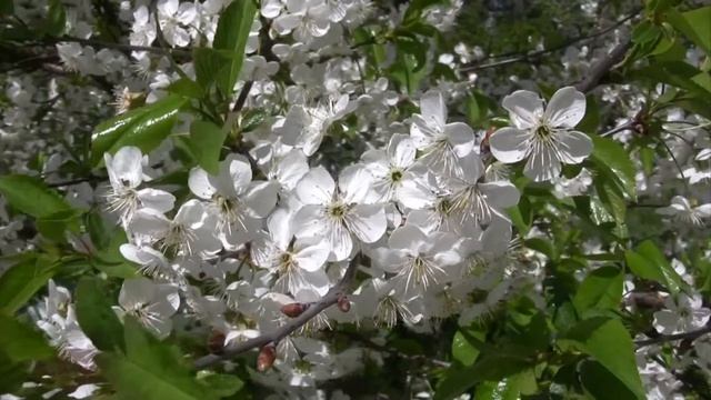 Footage ФУТАЖ 16 (ВИШНЯ В ЦВЕТУ) (Cherry Tree Flowers Blossoms) смотреть онлайн