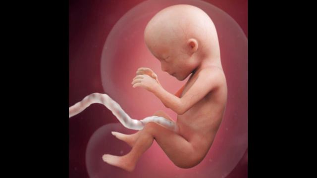 Homilaning har haftalik rivojlanish jarayoni смотреть онлайн