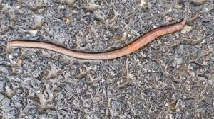 Дождевые червяки, отнесёмся к ним с уважением!