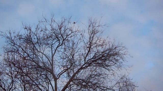 Ловля Чечёток. ( Западёнка. ) смотреть онлайн