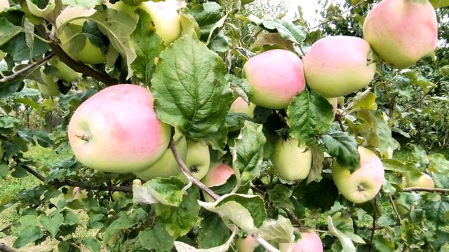 ??ЯБЛОНЯ ПАМЯТИ ЕСАУЛУ. ПОЗДНЕОСЕННИЙ УРОЖАЙНЫЙ ВКУСНЫЙ СОРТ смотреть онлайн