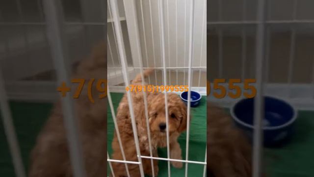 Питомник пуделей #pitomnikmoscow той пудель #миниатюрныйпудель #тойпудель #мальтипу смотреть онлайн