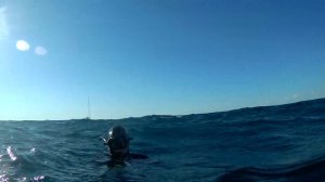 подводная охота в черном море, зубарь!