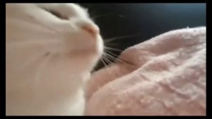 Кот флексит (бара бара бара бере бере бере)