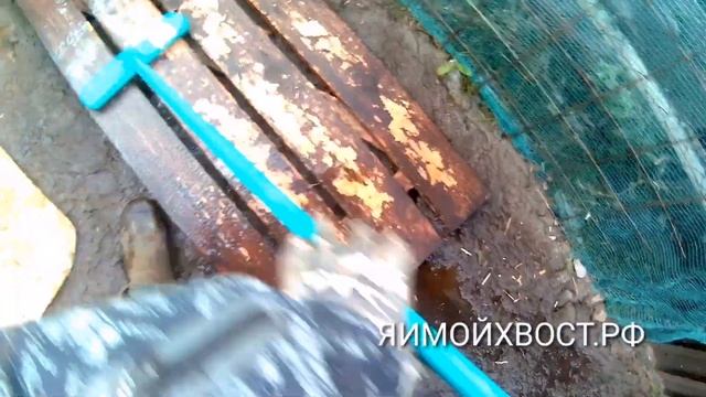 Санитарная обработка будки, вольера.  ЯИМОЙХВОСТ.РФ