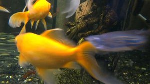 Аквариум. Золотые рыбки Комета. Aquarium. Goldfish Comet.
