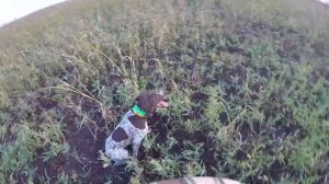 Натаска молодого курцхаара