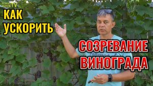 🍇 Солнечные грозди уже в августе! ☀️ Проверенные методы ускорения созревания винограда! 🍇