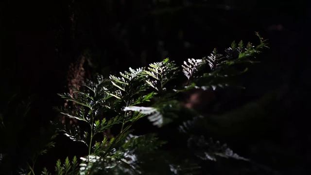 The Ultimate Sleep Experience: Nighttime Nature Sounds: Crickets, Owls & Coyotes смотреть онлайн