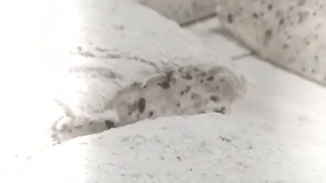 Quinoa levain смотреть онлайн