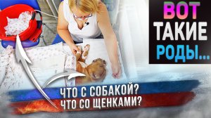 Рождение щенков! Невероятные эмоции.