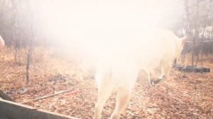 Дрессировка собаки(сиба-ину;shiba-inu)
