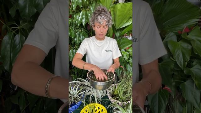 Plant Session 13  Tillandsias air plants