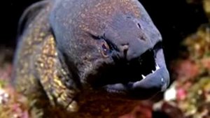 МУЛЬТИК ПРО АКУЛУ! ВЛЮБЛЕННАЯ АКУЛА! +2 сказки для детей. Новый мультик