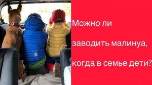 Дети и малинуа в одной семье