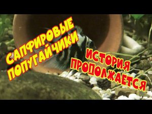 Сапфировые попугайчики. История продолжается