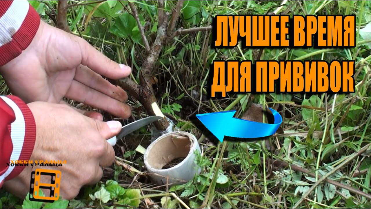 ПРИВИВКА ДЕРЕВЬЕВ ДЛЯ НАЧИНАЮЩИХ В АВГУСТЕ. ЯБЛОНЯ ПРИВИВКА. ГРУША ПРИВИВКА. САД (ОГОРОД) И ТЕПЛИЦА