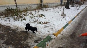 Дрессировка собак -метис Маруся 7 мес