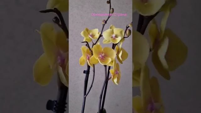 Спиннер - Биглип, орхидея из нового магазина. Люблю жёлтые орхидеи ?#shorts #orchid #орхидея #бигли