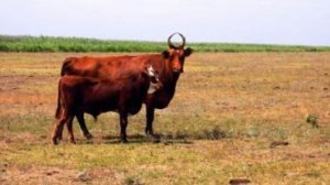 Разведение Калмыцких коров как бизнес идея | КРС | Калмыцкие коровы