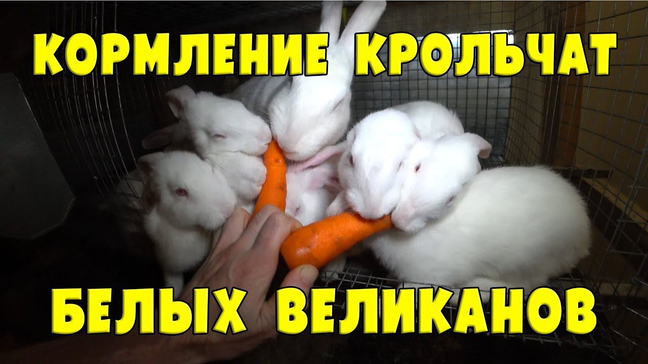 КОРМЛЕНИЕ КРОЛЬЧАТ БЕЛЫХ ВЕЛИКАНОВ