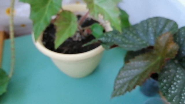 ?Мои комнатные цветы.?Бегонии.?Июль 2020.? смотреть онлайн