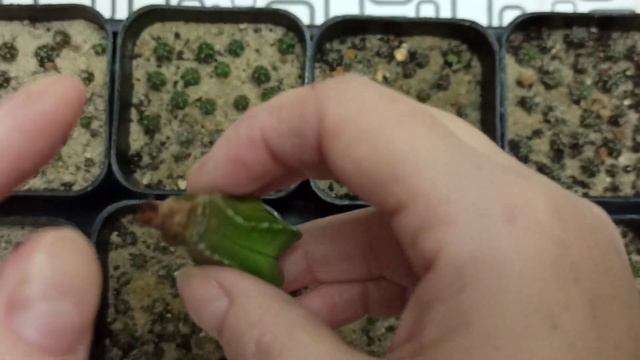 21 вид кактусов распикирован!!! Прививка подгнившего сеянца прошлогоднего посева.