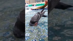 ГОЛУБЬ В МЕЧЕТИ ПОКЛОНЯЕТСЯ АЛЛАГЬУ