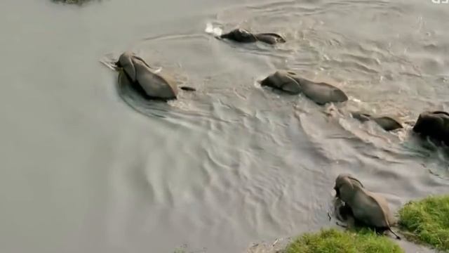 БЕГЕМОТ В ДЕЛЕ! Бегемот Против Льва, Диких Собак, Носорога, Крокодила, Слона, Буйвола смотреть онлайн