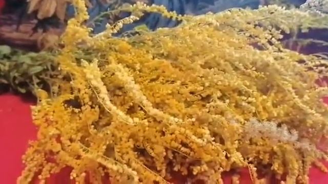 Золотарник канадский, лечебные свойства, отличие от золотой розги
