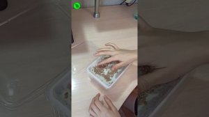 Выращивание витграсса в домашних условиях.